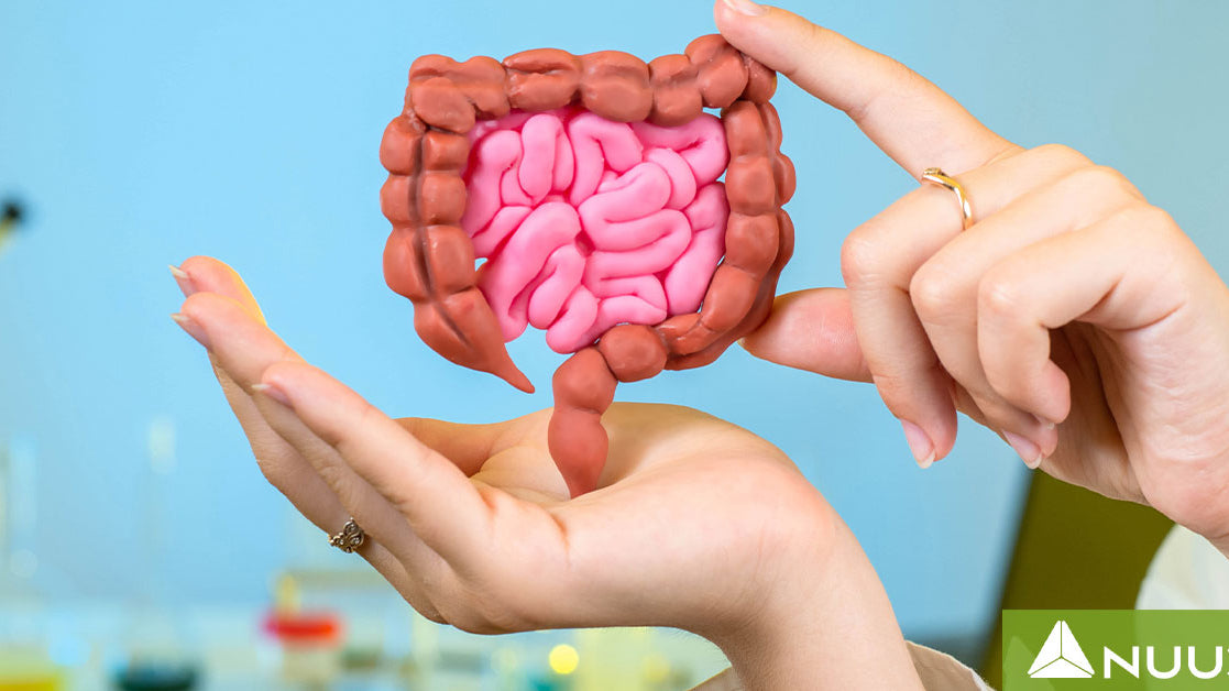 Synogut vs NUU3 Gut Health 365: Your choice?