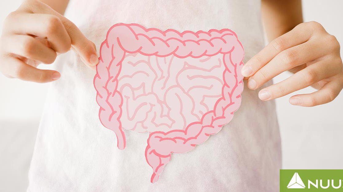 Gut Health 365 Reviews: Is It the Best Supplement for Gut Health?