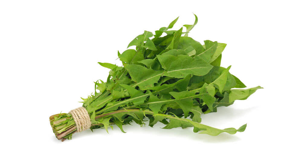 Dandelion-Leaf