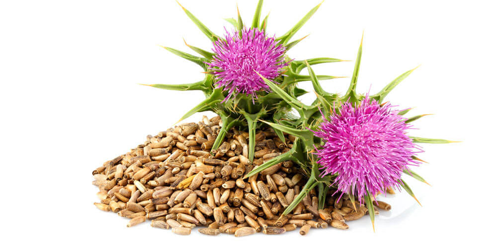 Milk-Thistle-Seed