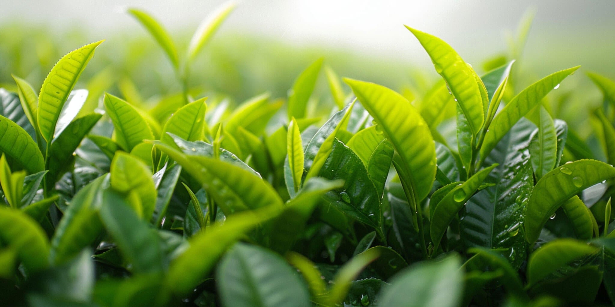 pure green tea extract