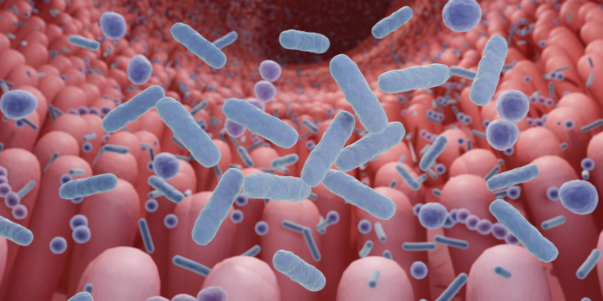 Potent Prebiotics, Probiotics & Postbiotics