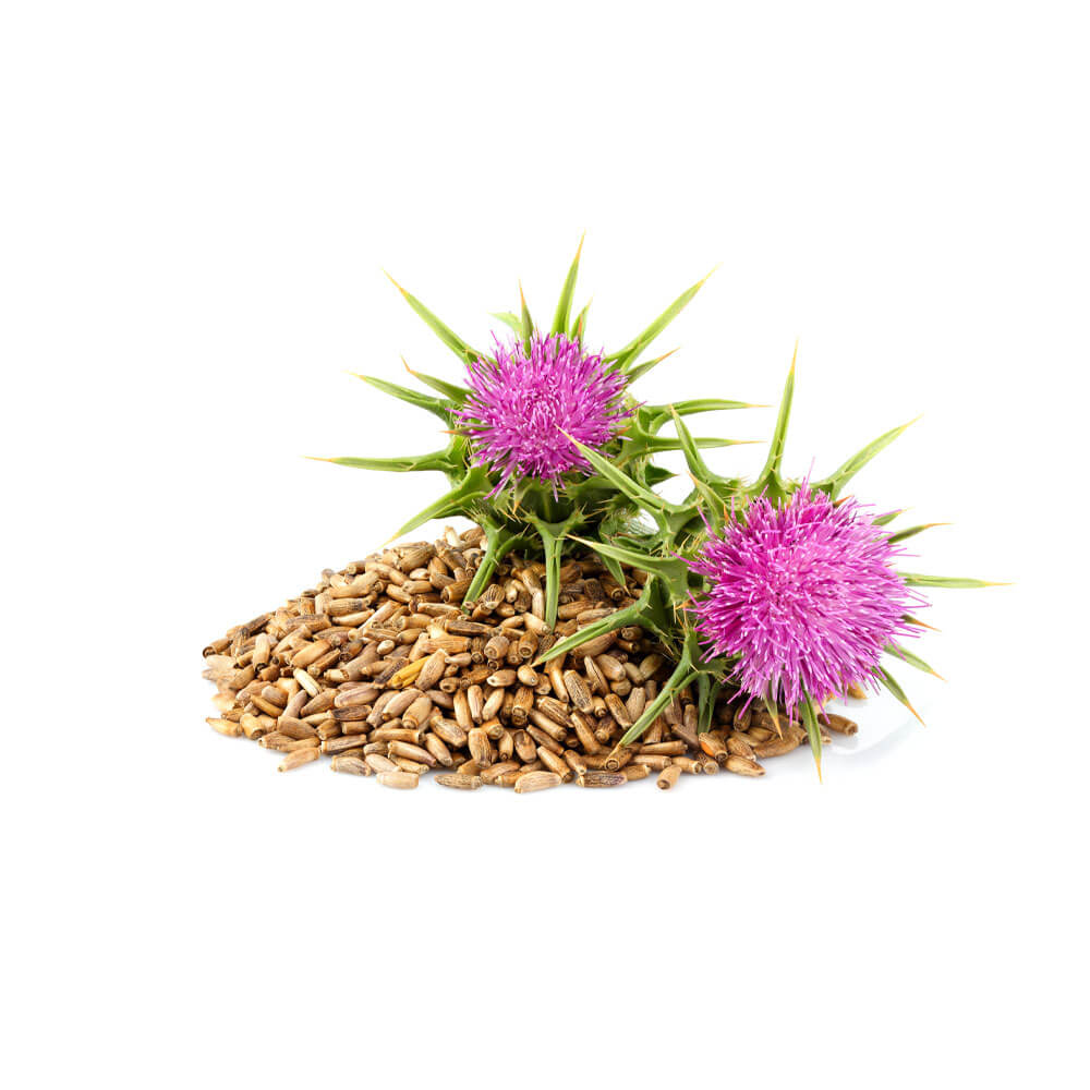 Milk-Thistle-Seed