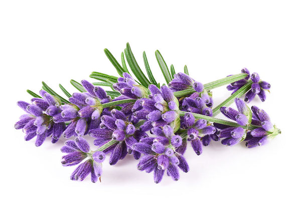 Lavender-Flower